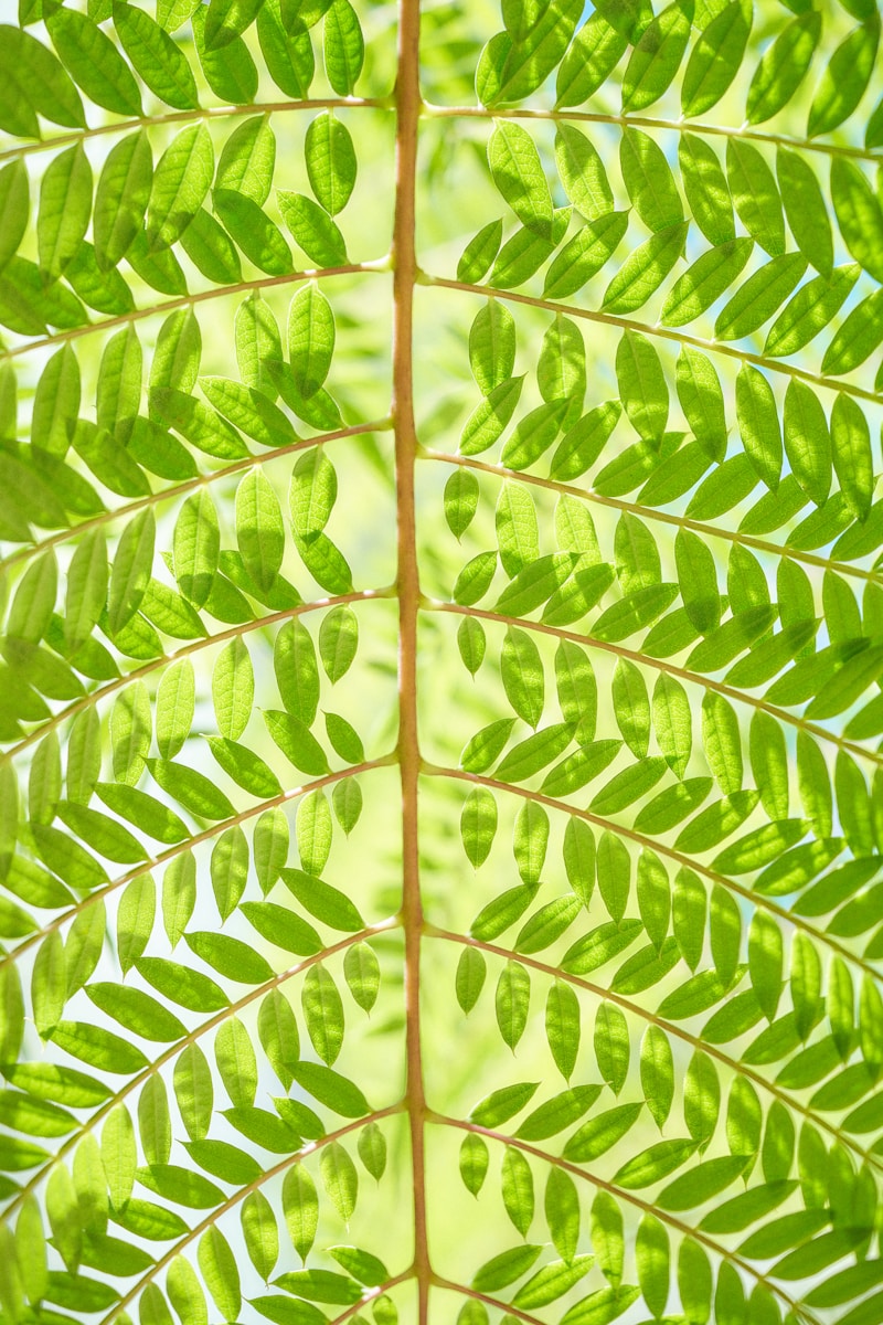 A close-up of a vibrant green leaf.