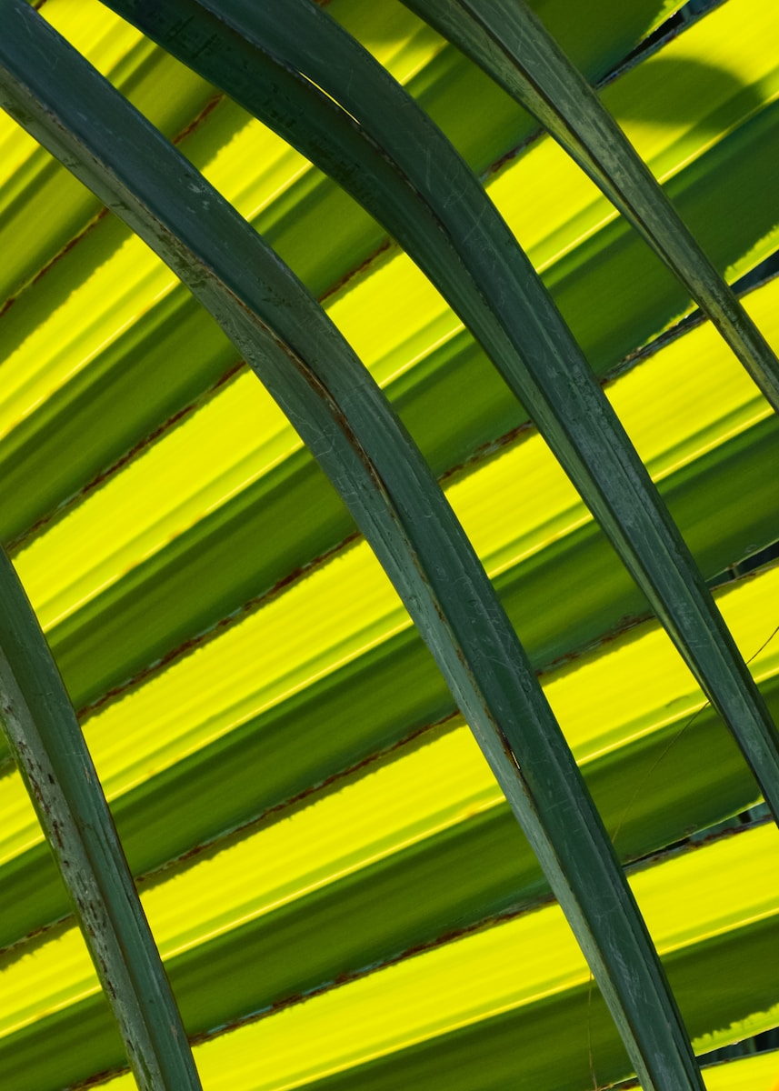 green leaf in close up photography