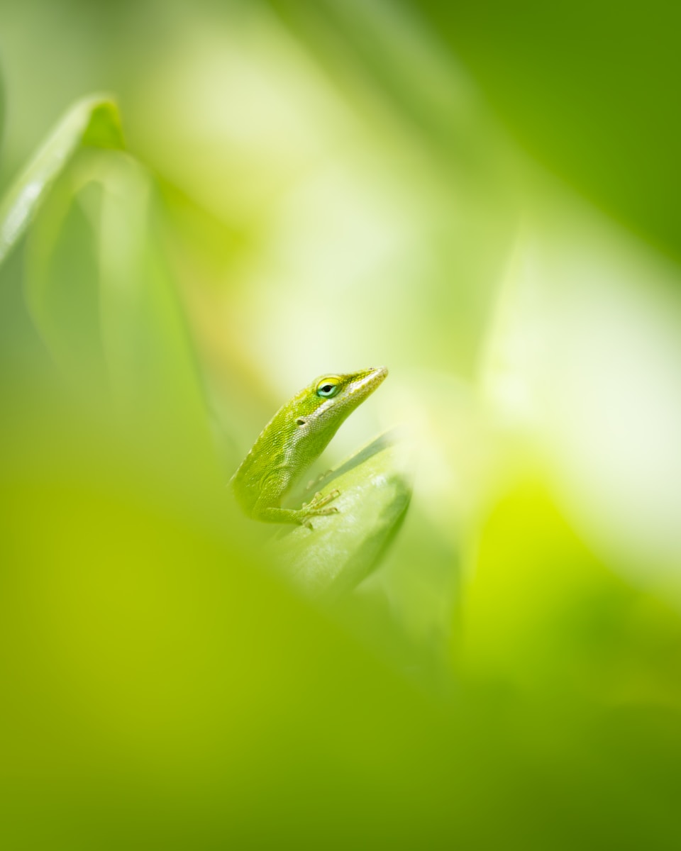 A green lizard peeks out from green leaves.